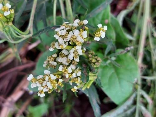Tagetes minuta observed 2026-10-21