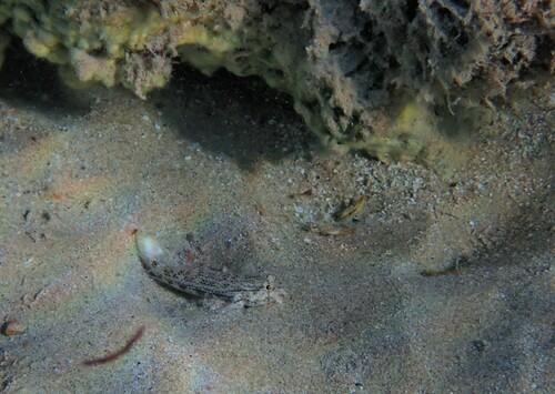 Gnatholepis anjerensis observed 2026-10-20