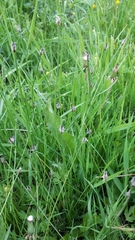 Eleocharis uniglumis