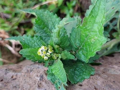 Dichrocephala integrifolia observed 2026-10-21