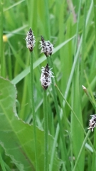 Eleocharis uniglumis