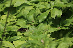Papilio polyxenes