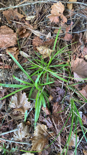 Dichanthelium laxiflorum, 2026-10-21