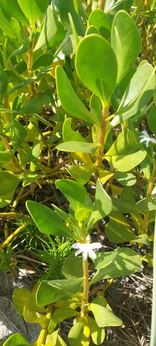 Scaevola plumieri observed 2026-10-21