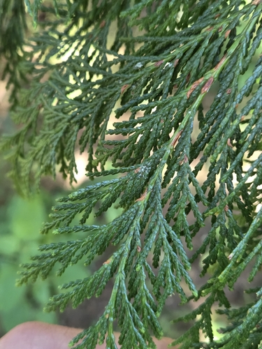 Chamaecyparis lawsoniana observed 2026-10-21