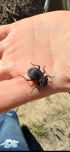 Philolithus sordidus