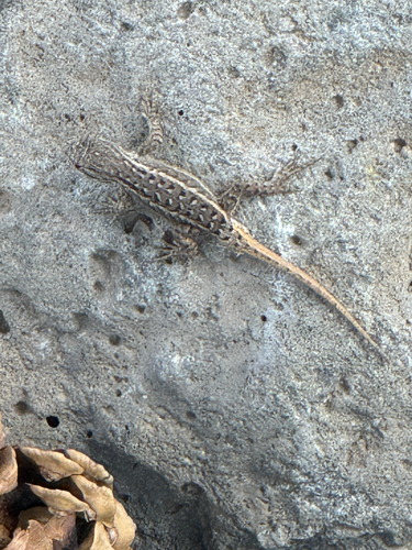 Southwestern Fence Lizard