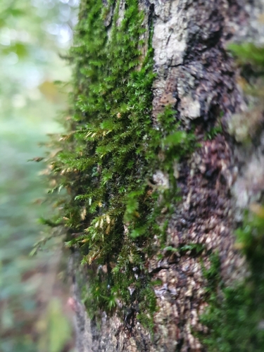 Cryphaea heteromalla observed 2026-10-21