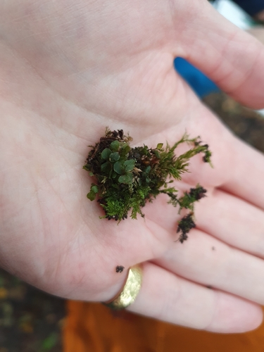 Rhizomnium punctatum observed 2026-10-21