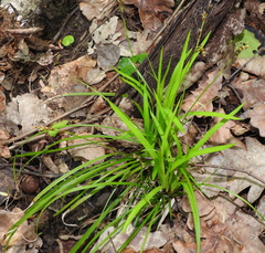 Carex digitata