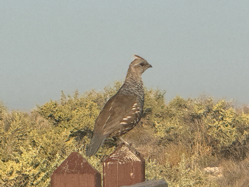 Scaled Quail