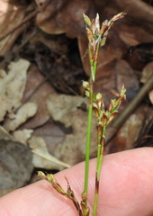 Carex digitata