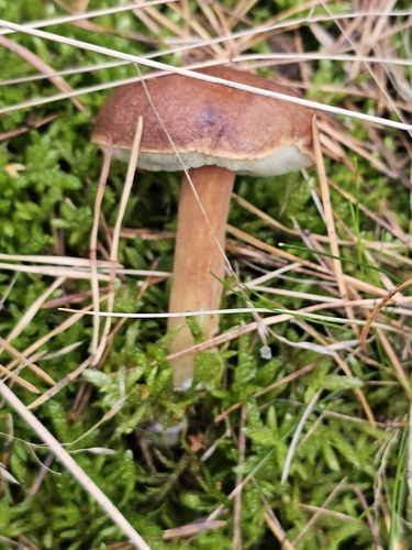 Bay Bolete
