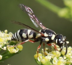 Stenodynerus toas