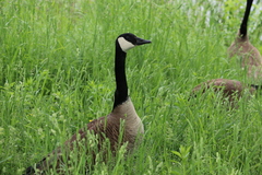 Branta canadensis
