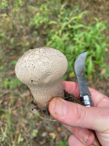 Pestle Puffball