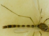 Chironomoidea