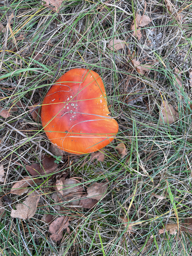Fly Agaric