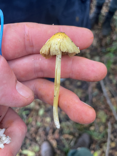 yellow fieldcap