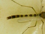 Chironomoidea