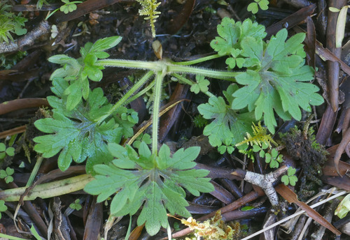 meadow buttercup photograph by the iNaturalist community