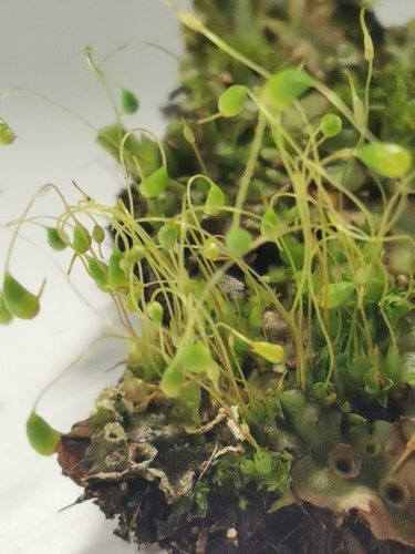 Funaria hygrometrica observed 2026-10-21