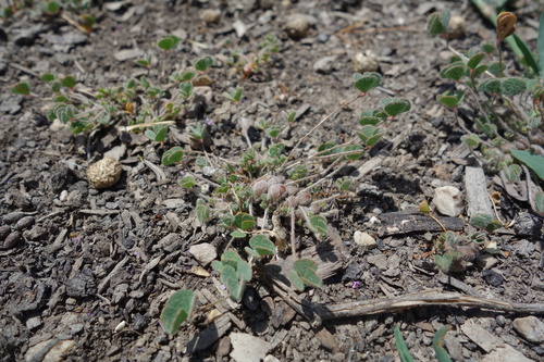 Marsilea strigosa (Marsilea strigosa)