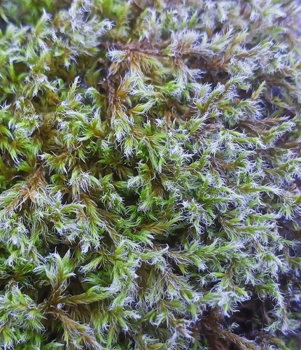 Racomitrium lanuginosum observed 2026-10-03