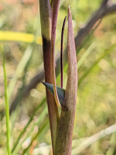 Orthoceras strictum, 2026-10-21