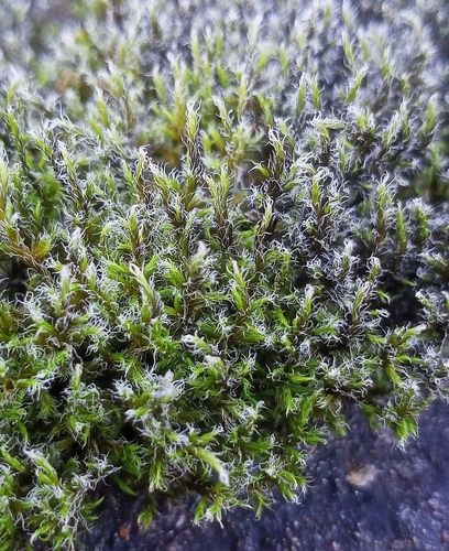 Racomitrium lanuginosum observed 2026-10-03