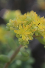 Sedum pachyphyllum