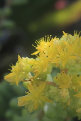 Sedum pachyphyllum