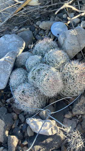 Chloranthus observed 2026-10-21