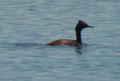 iNaturalist image