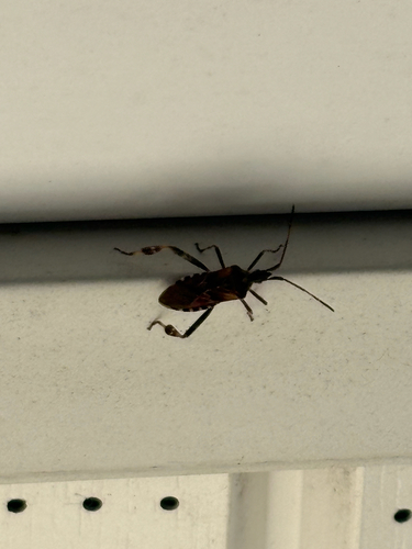 Western Conifer Seed Bug