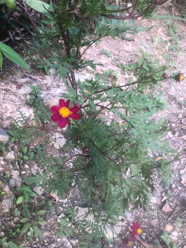 Cosmos caudatus observed 2026-10-19