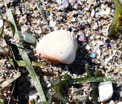 Cerastoderma glaucum observed 2026-10-18
