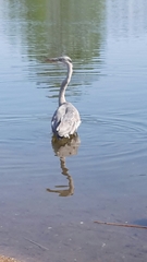 Ardea cinerea