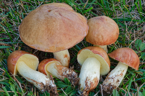 Dotted-stalked Suillus