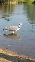 Ardea cinerea