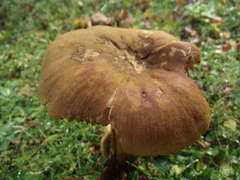 Armillaria luteobubalina
