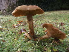 Armillaria luteobubalina