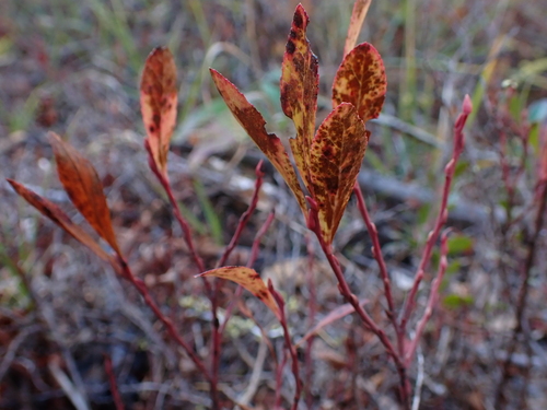Vaccinium cespitosum observed 2026-10-20