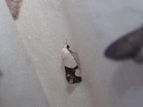 Ponometia cuta