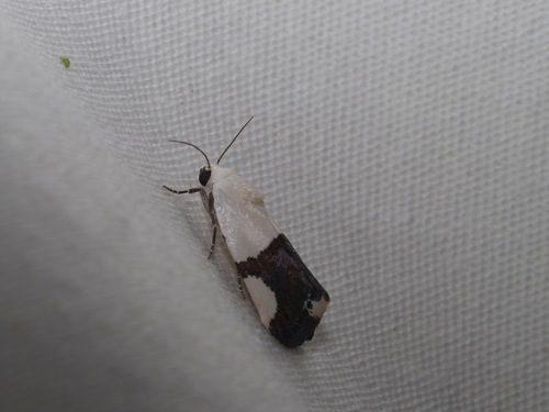 Ponometia cuta