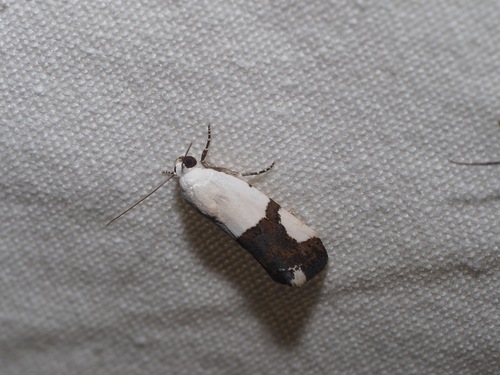 Ponometia cuta