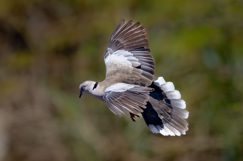 iNaturalist image