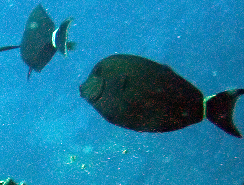 Acanthurus blochii observed 2026-10-18