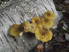Armillaria luteobubalina