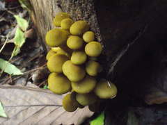 Armillaria luteobubalina